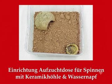 Aufzuchtdose für Spinnen-drei-dufte-dinge24 Aufzuchtdose für Spinnen-drei-dufte-dinge24